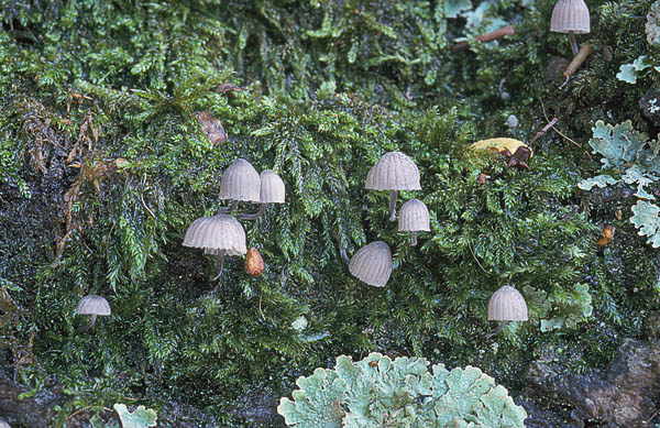 Mycena pseudocorticola